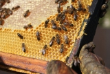 Včelí produkty - popis, jejich význam a využití