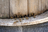 Volba typu úlu a s tím spojená rámková míra