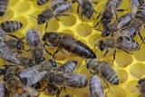 Význam a způsob značení včelích matek