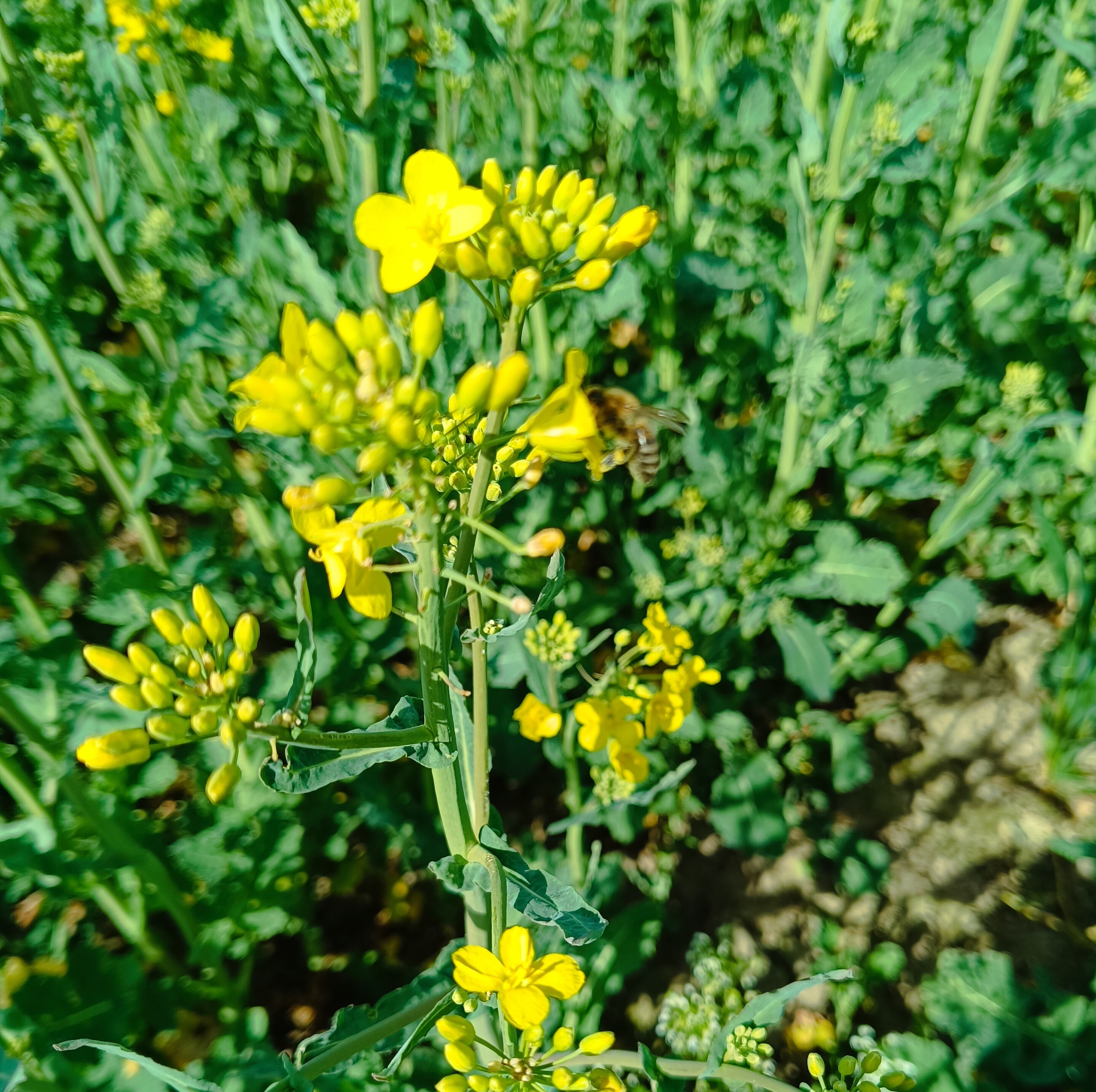 Řepka olejka - Brukev řepka