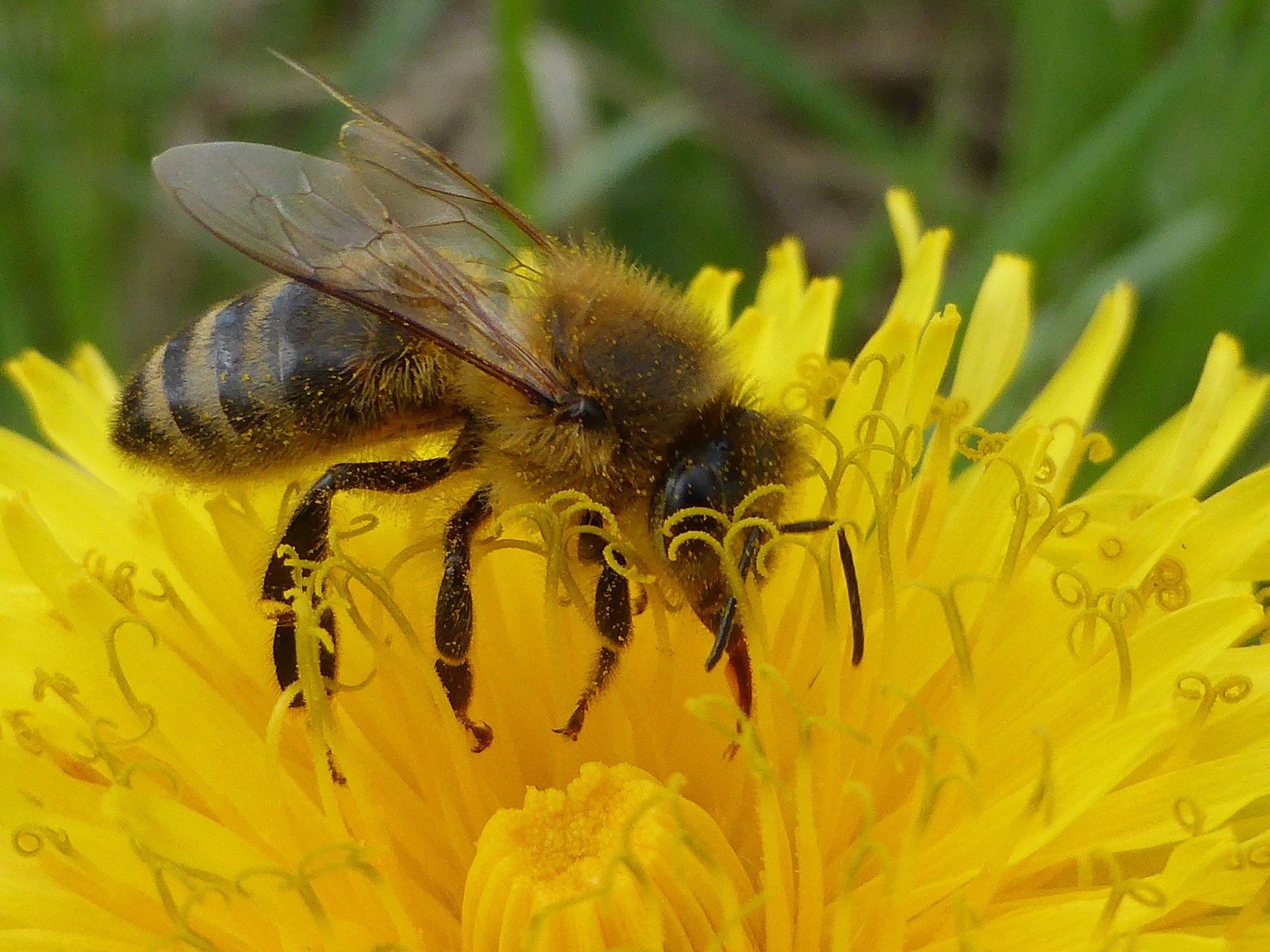 Testík na opakování částí těla včely medonosné