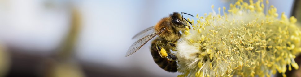 Měnič obrázků - fotografie