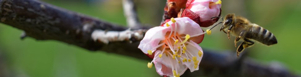 Měnič obrázků - fotografie