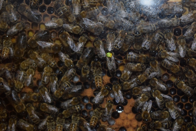 Kurzy pro včelaře v roce 2017