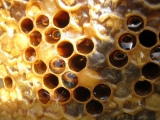 Vlastnosti medu...