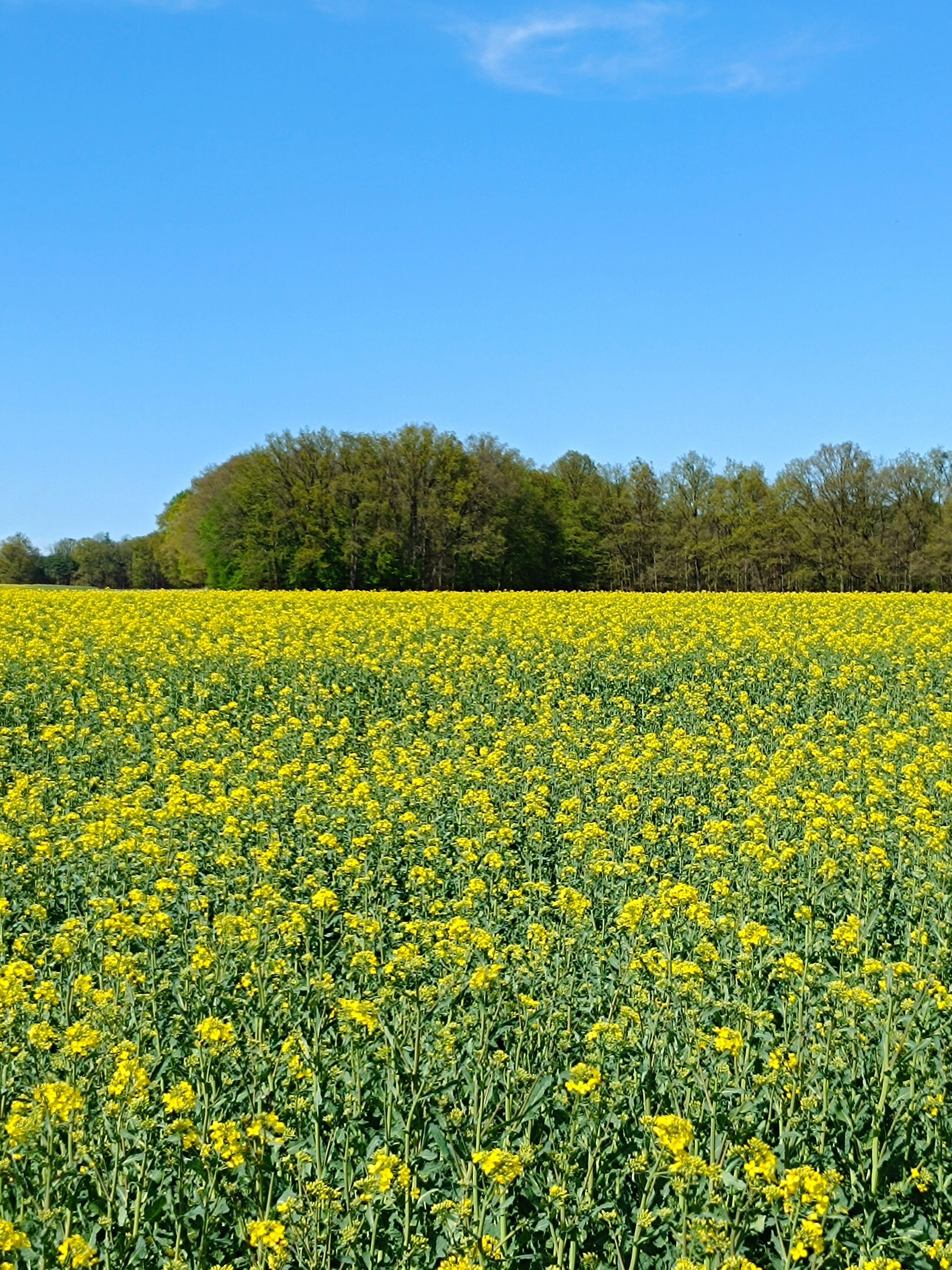 Řepka olejka - Brukev řepka