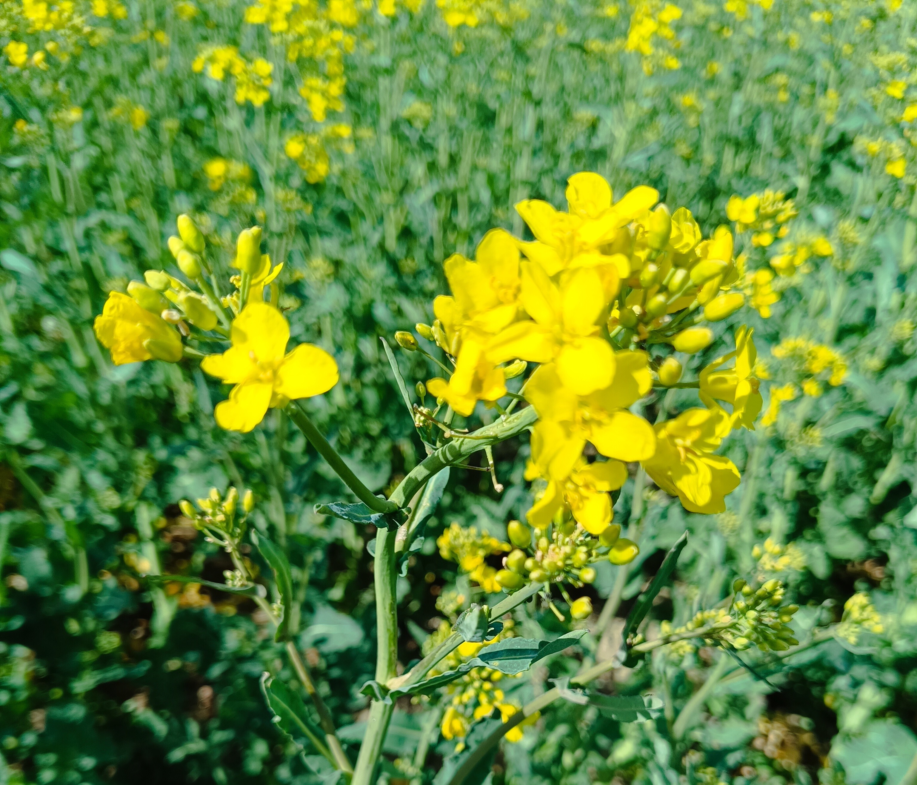 Řepka olejka - Brukev řepka