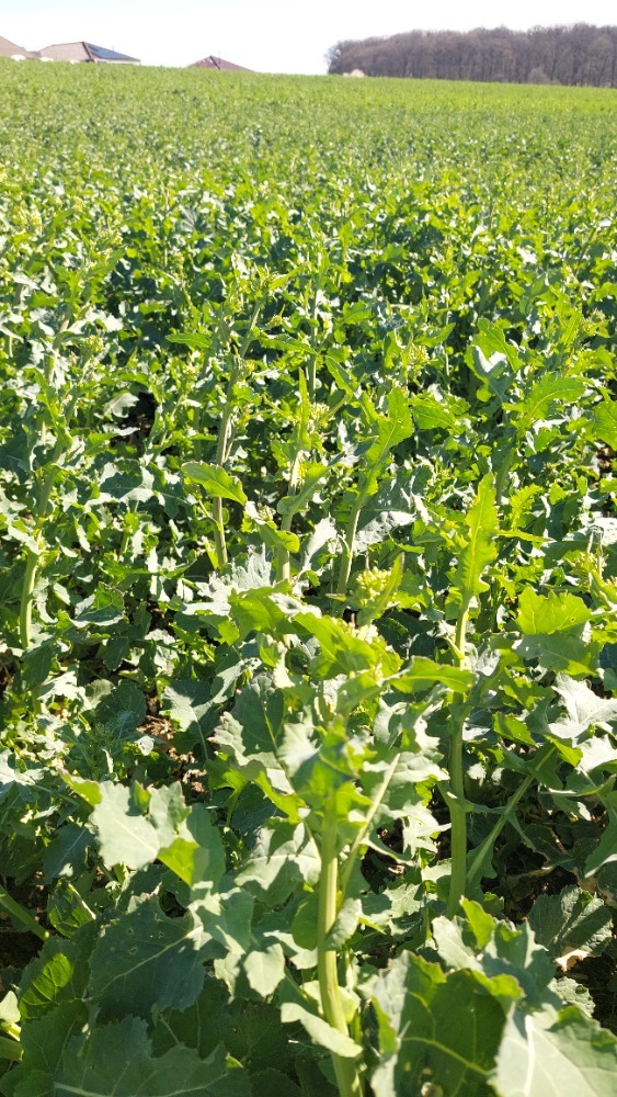 Řepka olejka - Brukev řepka