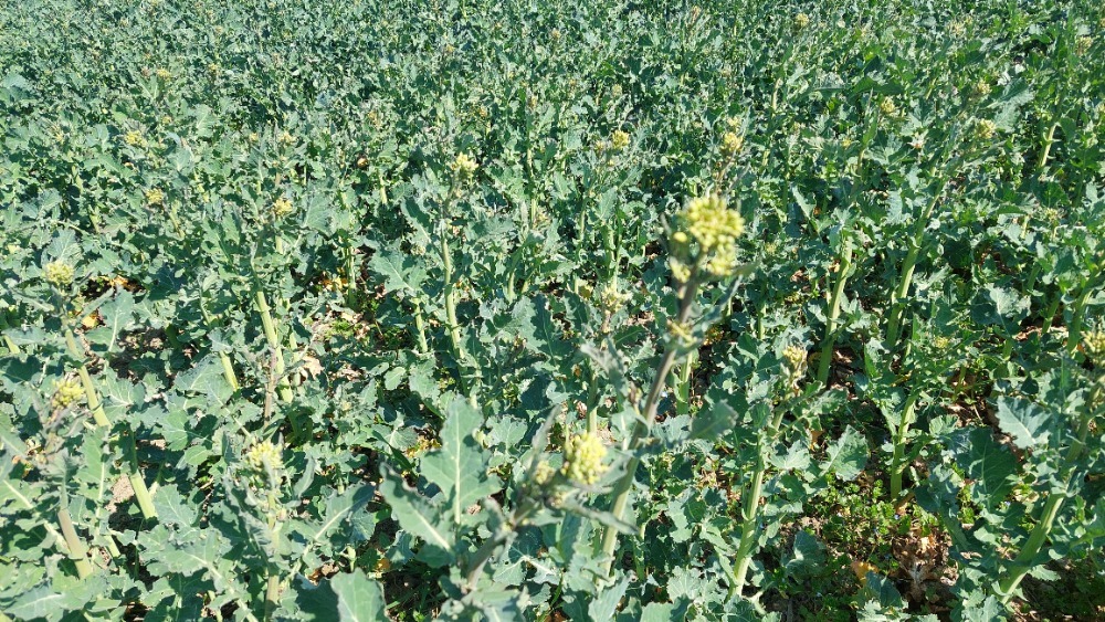 Řepka olejka - Brukev řepka